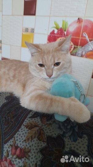 Случка кошки