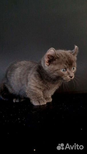 Котёнок Кинкалоу мальчик