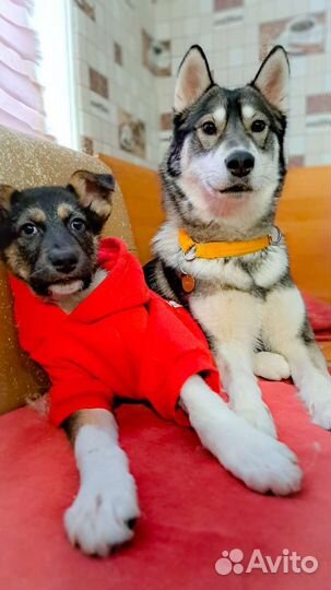 Щенок в добрые руки