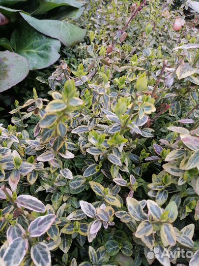 Многолетние садовые растения