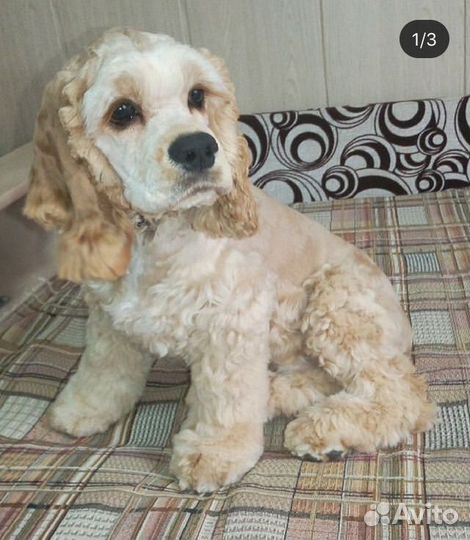 Стрижка собак, кошек без наркоза