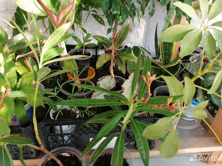 Олеандр махровый