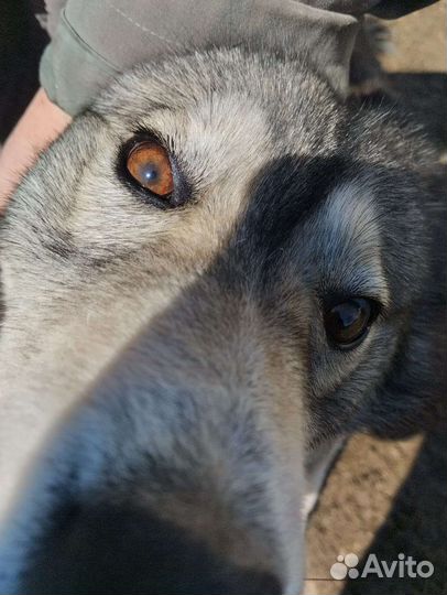 Нашли хаски