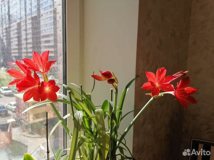 Гиппиаструм