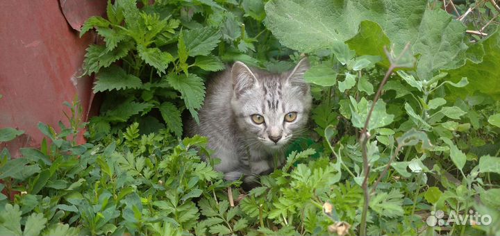 Котята 1,5 мес