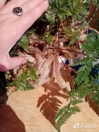 Растение комнатный папоротник или заячья лапка