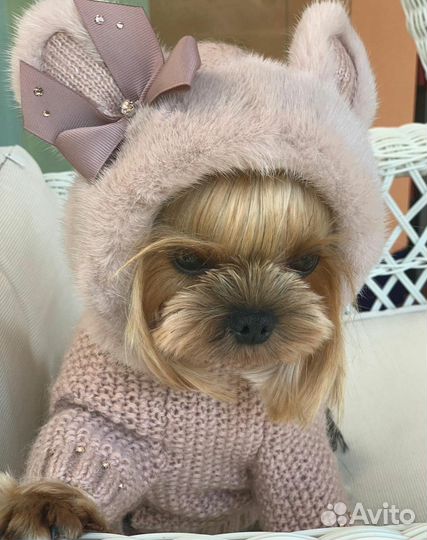 Передержка животных, гостиница для собак и кошек