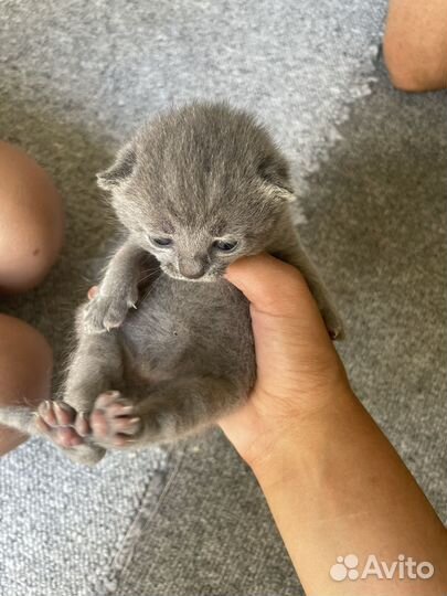 Шотландские котята