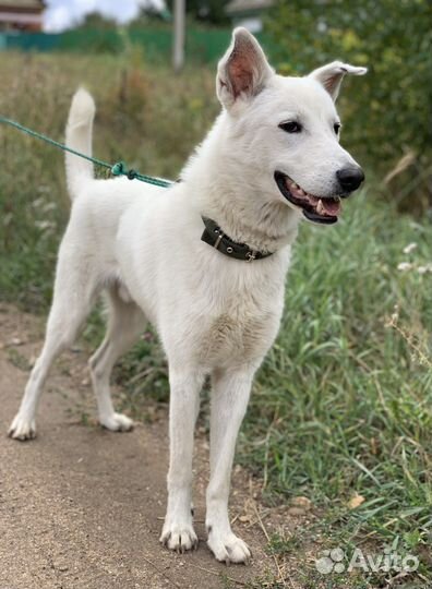 Собаки бесплатно