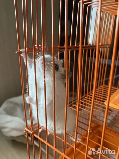 Клетка с хомяками