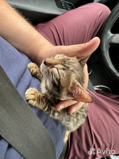Бенгальский кот