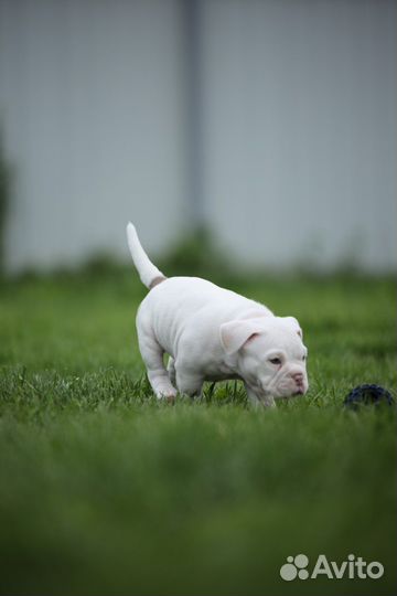 Американский булли покет