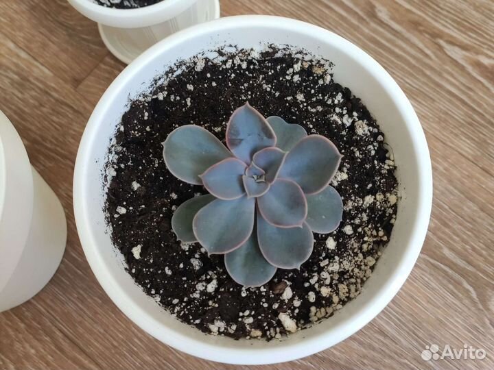 Ехеверия лиловая