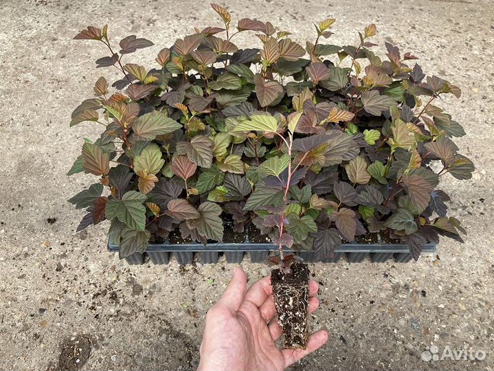 Пузыреплодник «Schuch»