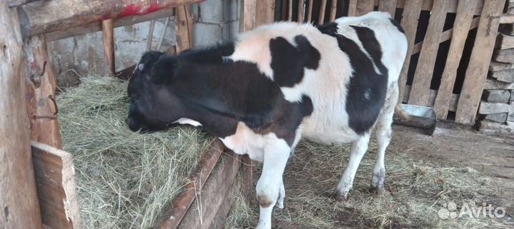 Продам бычка
