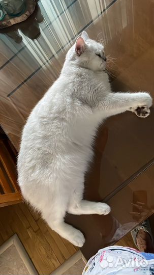 Кот окрас шиншилла