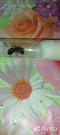 Camponotus Ligniperda