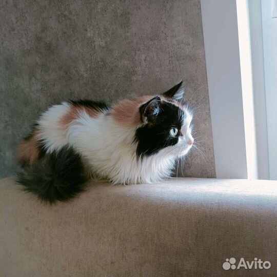 Кошечка Марта