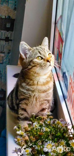 Клубный котик скоттиш-страйт Астин