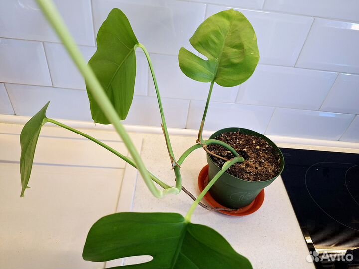 Mонстеpa деликатесная