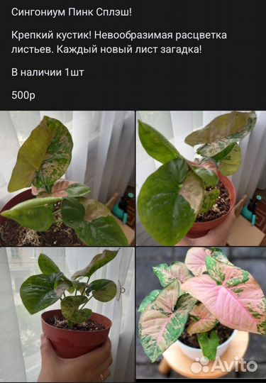Сингониум