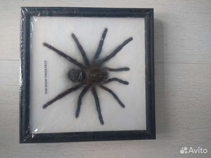 Коллекция насекомых из Таиланда