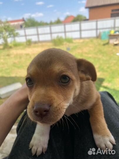 Щенок в добрые руки