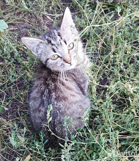 Котята в добрые руки бесплатно