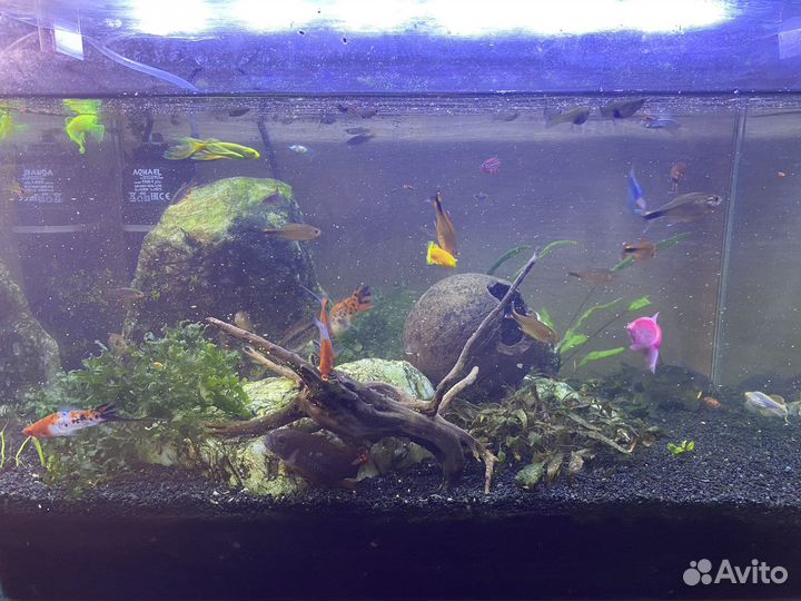 Аквариумные рыбки