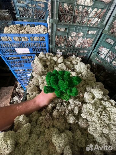 Эко-декор: стабилизированный мох, 500г, цвет Тёмно