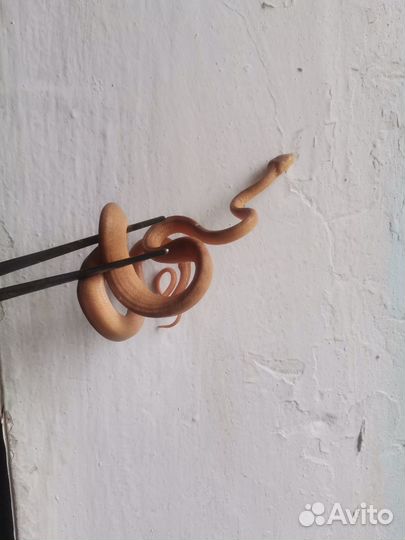 Садовый удав