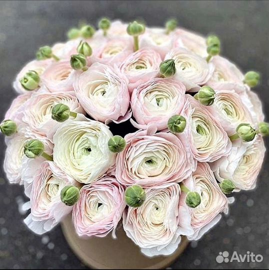 Ранункулюс цветы