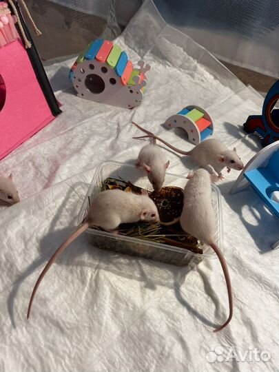 Декоративная крыса