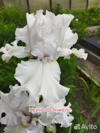 Ирис Сортовой