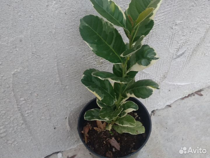 Лимон варегатный Эврика