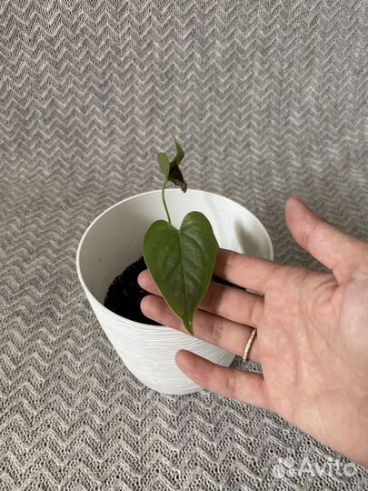 Спатифиллум, денежное дерево, лиана