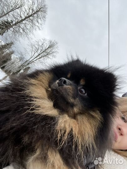 Немецкий шпиц вязка