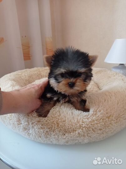 Йоркширский терьер(мини)