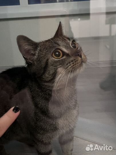 Котик в добрые руки