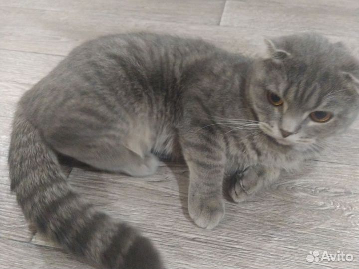 Британская вислоухая