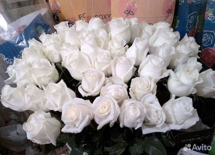 Высокие розы Гигантские Розы 150 160 170 180 190см