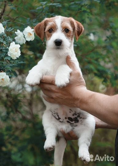 Джек Рассел терьер