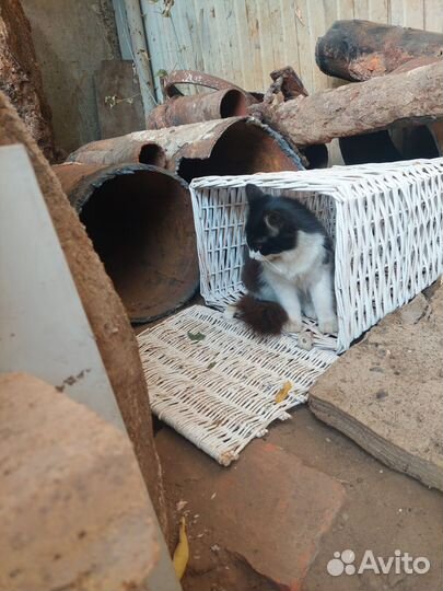 В поисках дома