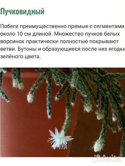 Растение Рипсалис пучковидный