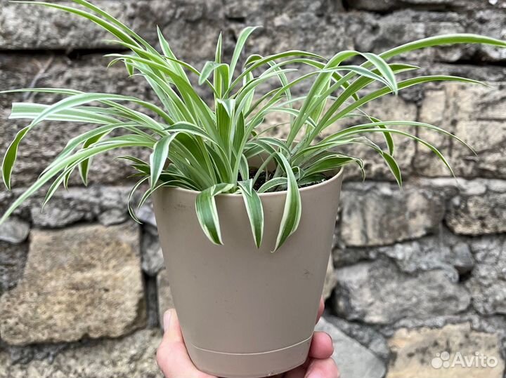 Хлорофитум