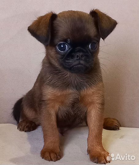 Брюссельский гриффон и птибрабансон