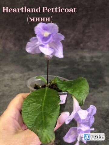 Стрептокарпус