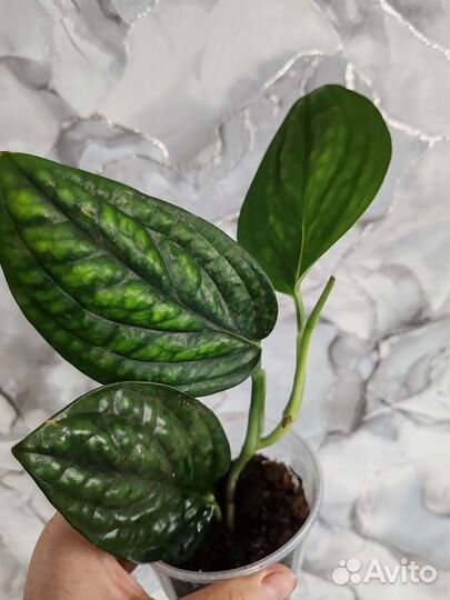 Эпипремнум и Сциндапсус