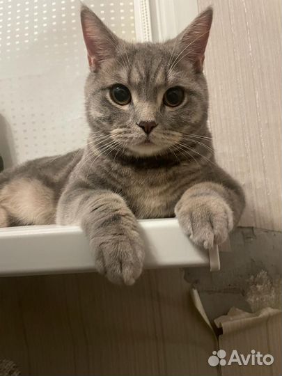 Шотландский кот