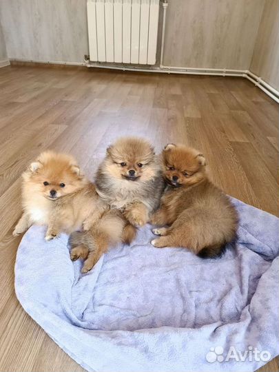 Померанский шпиц,есть выбор